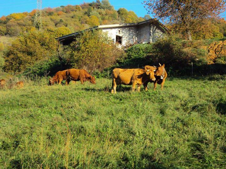 Agriturismo La Part サン・ゼーノ・ディ・モンターニャ エクステリア 写真